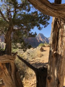 Grand Canyon #1 Pinon Pine and Juniper